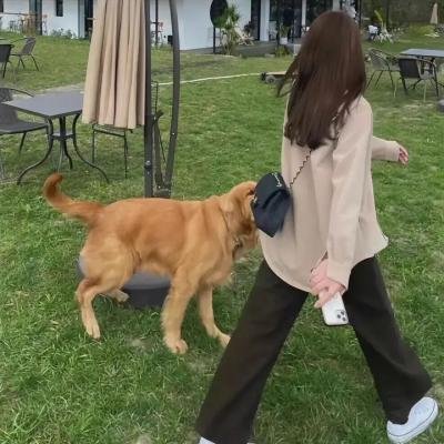 青春之马
